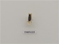 藏品(琉璃閃星天牛)的圖片